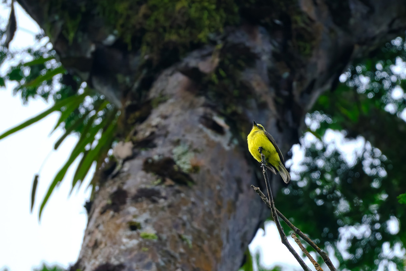 Lemon-browed Flycatcher (Conopias cinchoneti), photo 3