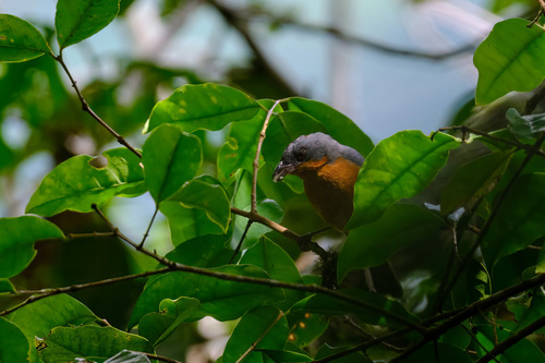 Rufous-crested Tanager (Creurgops verticalis), photo 9