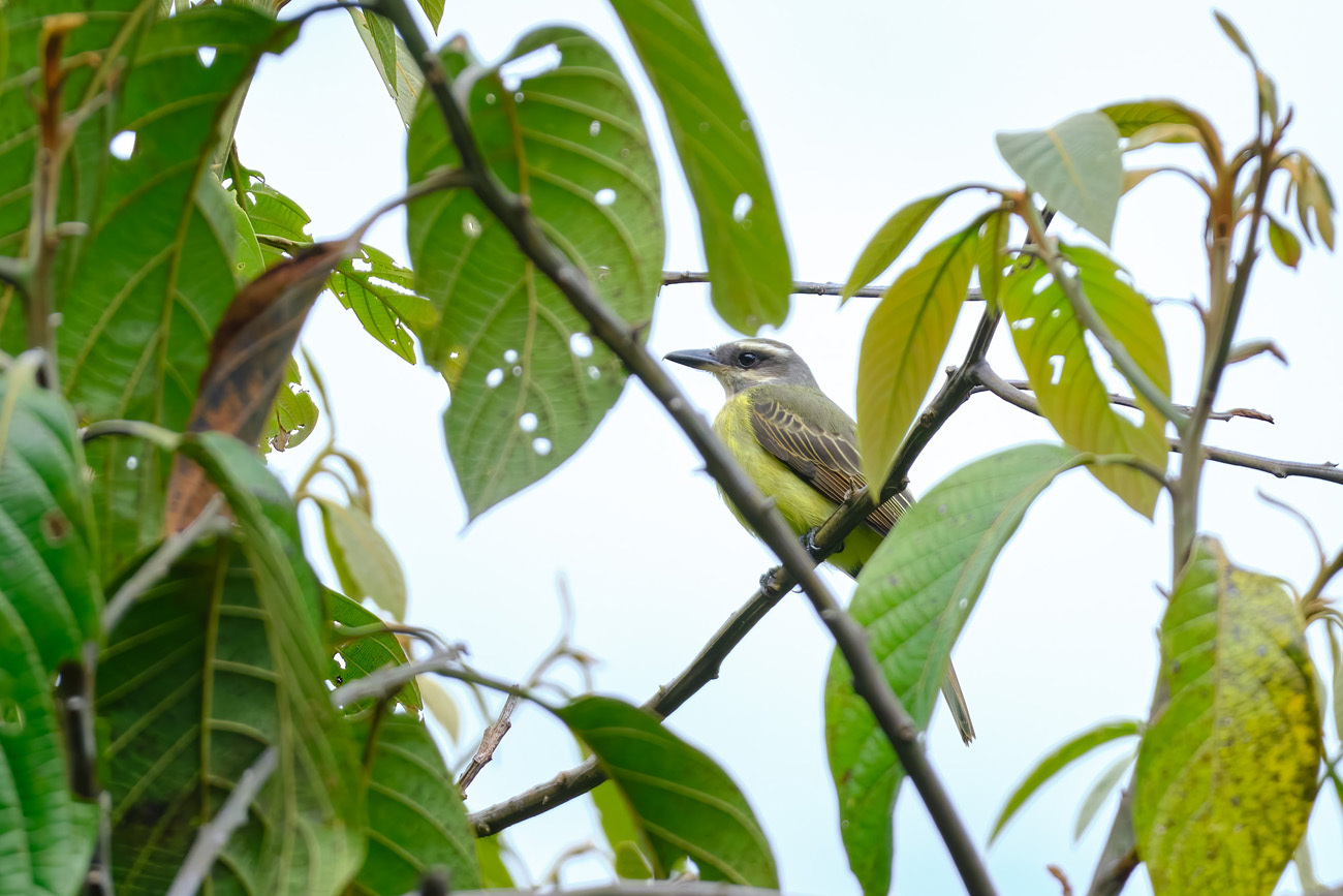 Golden-crowned Flycatcher (Myiodynastes chrysocephalus), photo 3