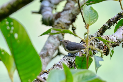 Grey-mantled Wren (Odontorchilus branickii), photo 9