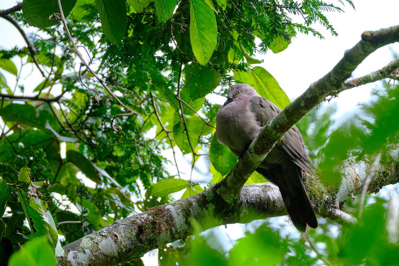 Plumbeous Pigeon (Patagioenas plumbea), photo 9