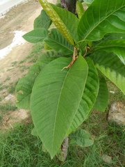 Magnolia acuminata