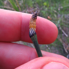 Equisetum variegatum