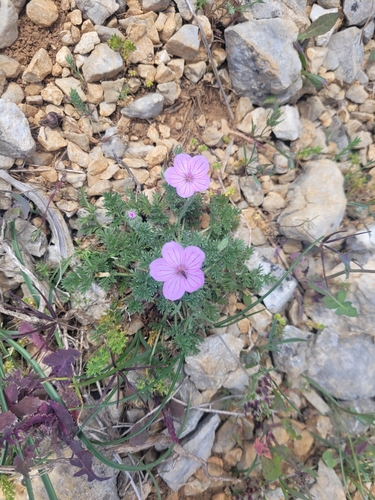 Rock stork's-bill (Erodium foetidum)
