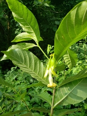 Tabernaemontana ochoterenae