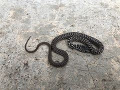 Coluber constrictor flaviventris