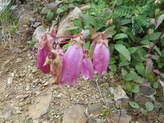 Campanula punctata hondoensis