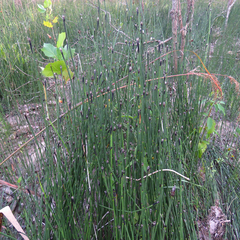 Equisetum variegatum