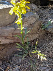 Erysimum perenne