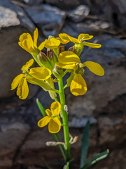 Erysimum perenne