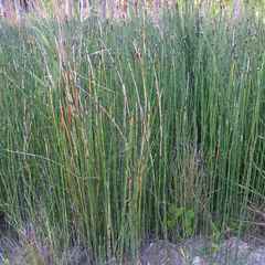Equisetum variegatum