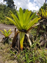 Brocchinia micrantha