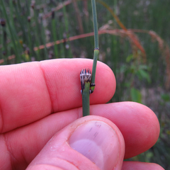 Equisetum variegatum