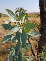 Searsia zeyheri