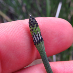 Equisetum variegatum