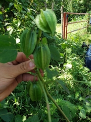 Jarilla