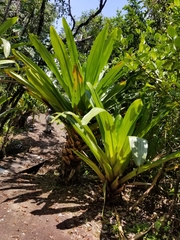 Brocchinia micrantha