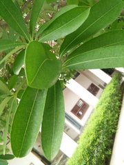 Alstonia