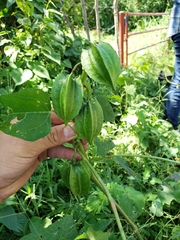 Jarilla