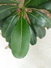 Plumeria pudica