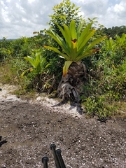 Brocchinia micrantha