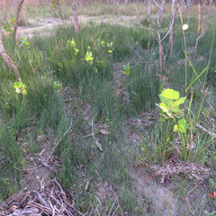 Equisetum variegatum