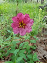Cosmos scabiosoides
