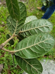 Quercus elliptica