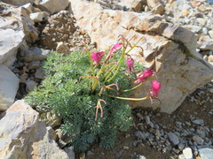 Dicentra peregrina