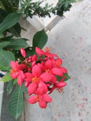 Jatropha integerrima