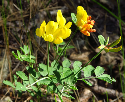 Acmispon grandiflorus var. macranthus