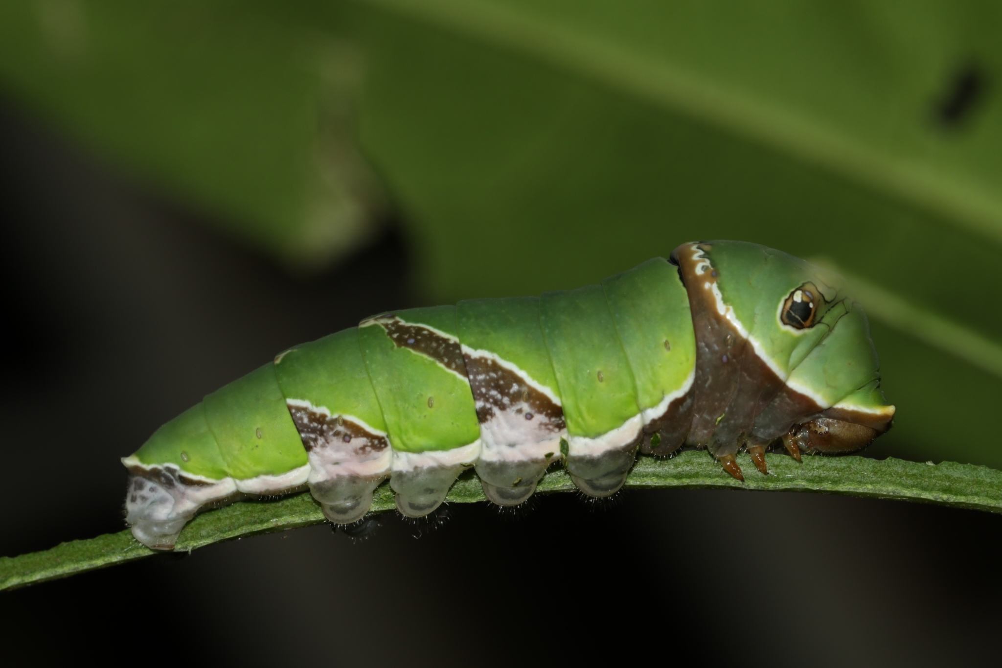 Common Mormon