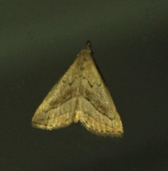 Macrochilo hypocritalis