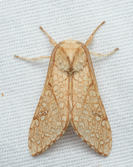 Lophocampa mixta