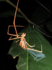 Menneus superciliosus