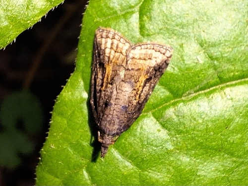 Tufted Apple Bud Moth photo 4
