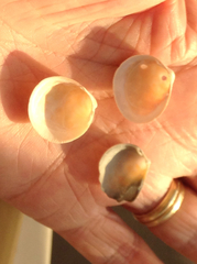 Laevicardium substriatum