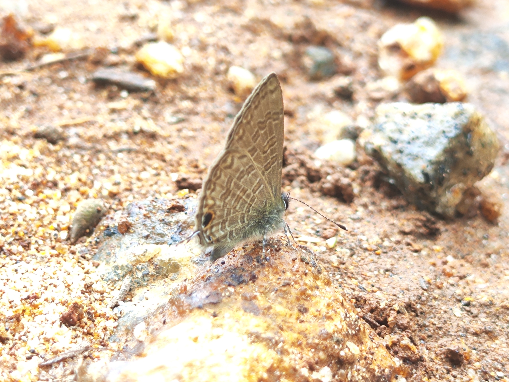 Common Lineblue
