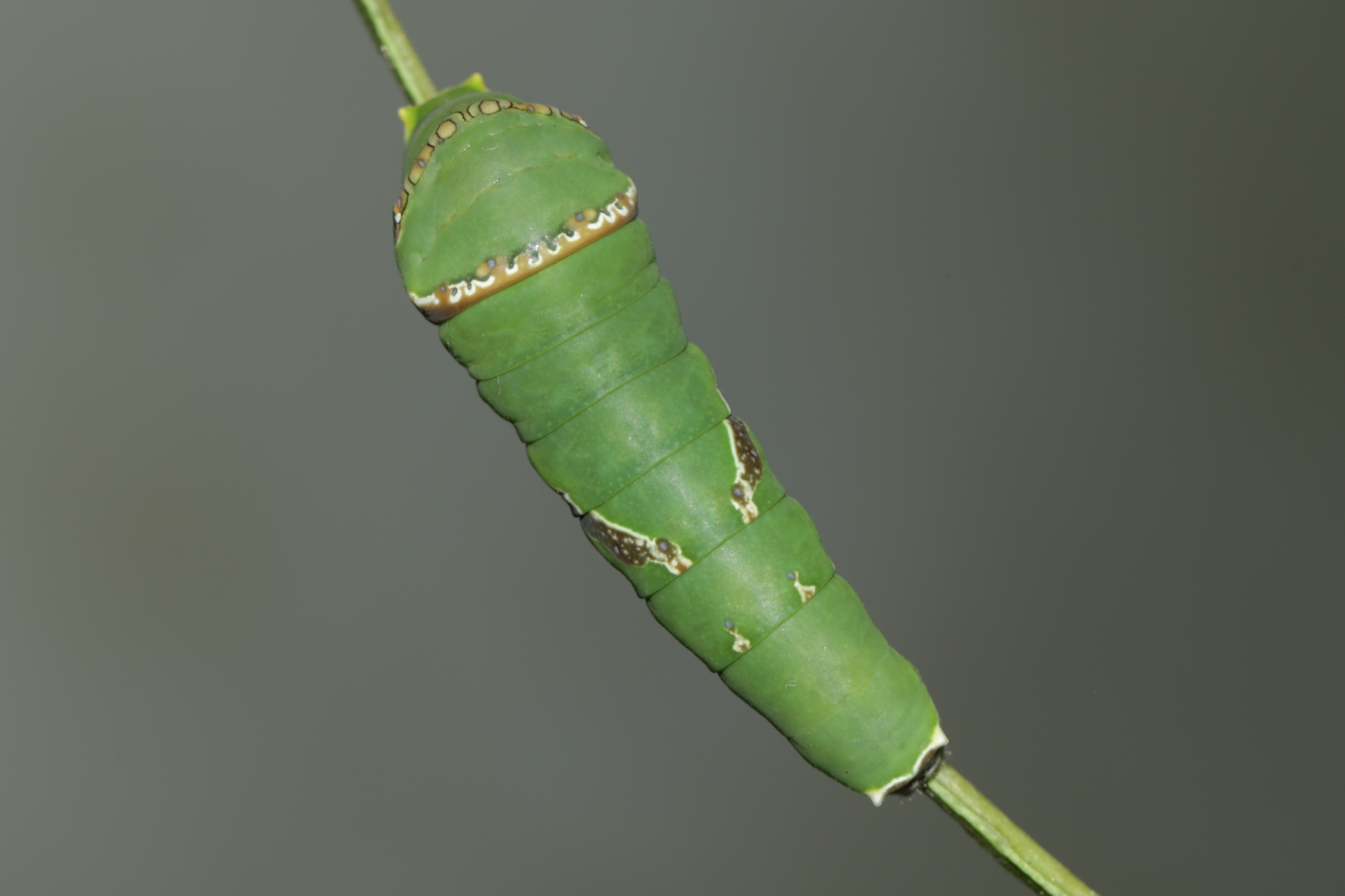 Common Mormon