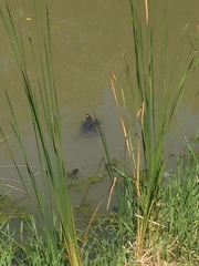 Trachemys scripta elegans