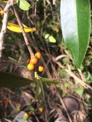 Ficus albert-smithii