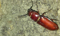 Neandra marginicollis