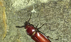 Neandra marginicollis