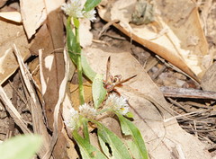 Polistes stigma townsvillensis