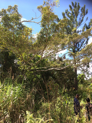 Ficus albert-smithii