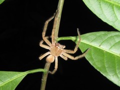 Neosparassus salacius