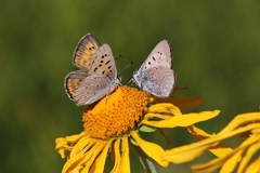 Tharsalea rubidus ferrisi