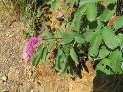 (c) Marco Mussita, some rights reserved (CC BY) Sanguisorba hakusanensis, photograph (c) Marco Mussita, some rights reserved (CC BY)
