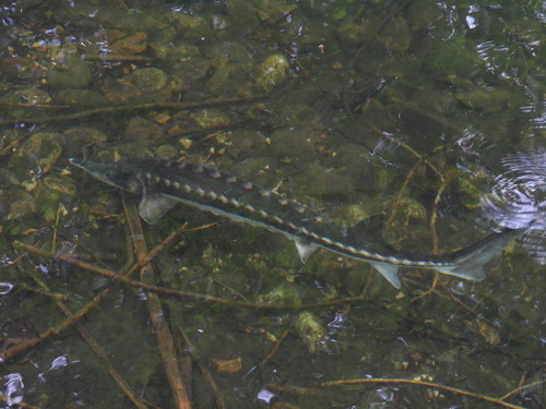 Starry sturgeon (Acipenser stellatus) — Acipenseridae