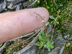 Micranthes bryophora